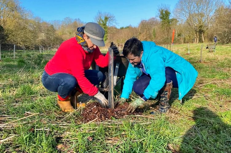 Volunteers Anita Corbin and Suzie Griffiths plant a tree in an area of the Green Corridor close to Rockwell Green. 